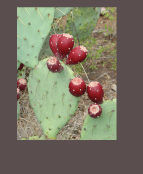 Prickly Pear